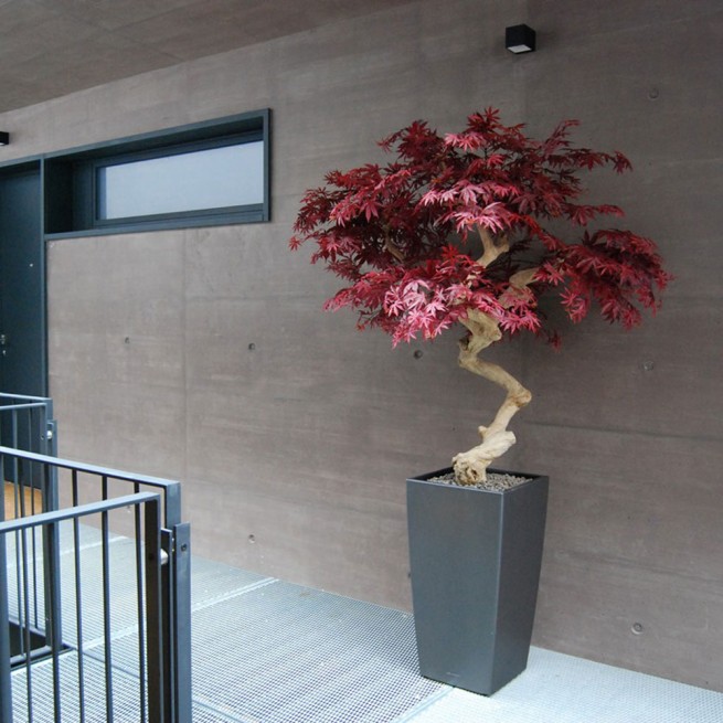 Planta semi-artificiala Ila, Maple Crown Burgundy - 200 cm